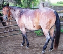 (Lance) FQHR Blue Swivels Last
